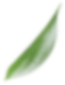 나뭇잎